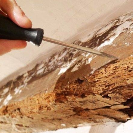 Diagnostic termites